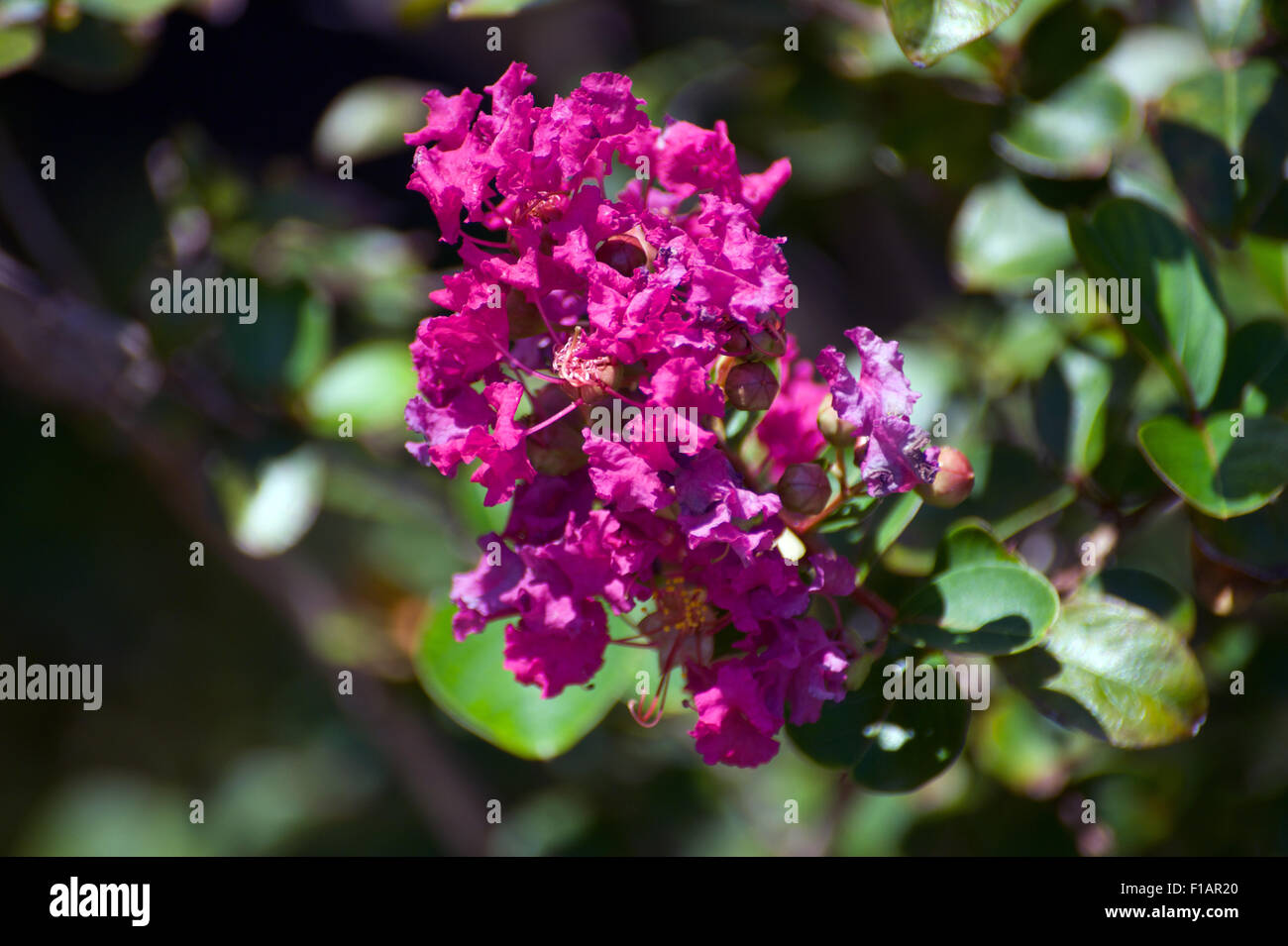 Some flowers in a garden Stock Photo