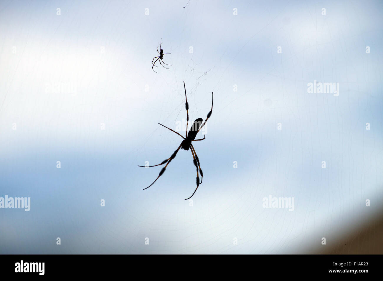 Spiders on a web Stock Photo
