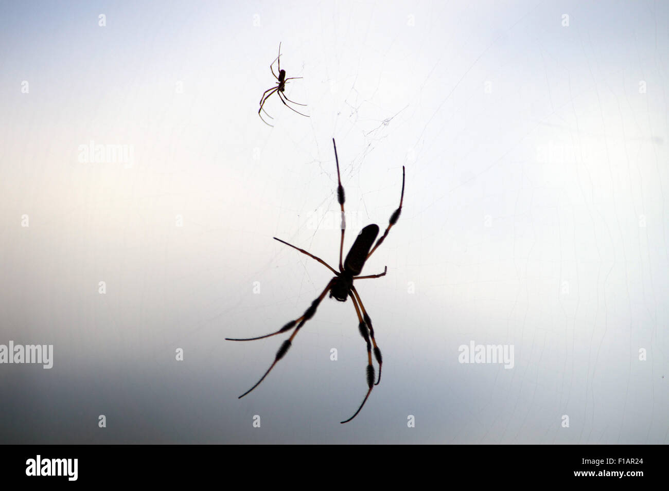 Spiders on a web Stock Photo
