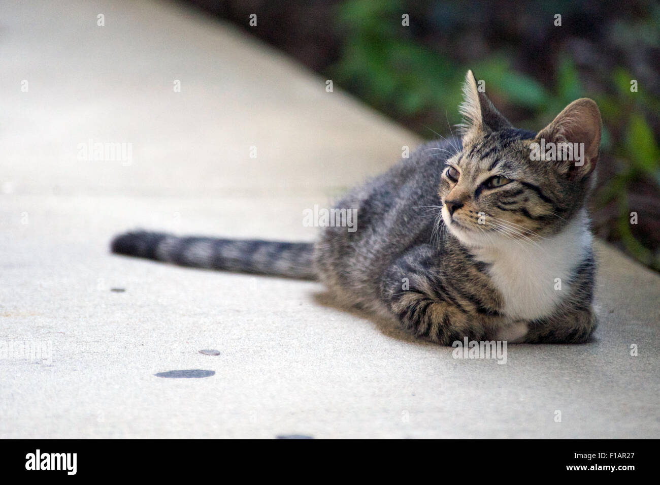 A neighborhood kitten Stock Photo