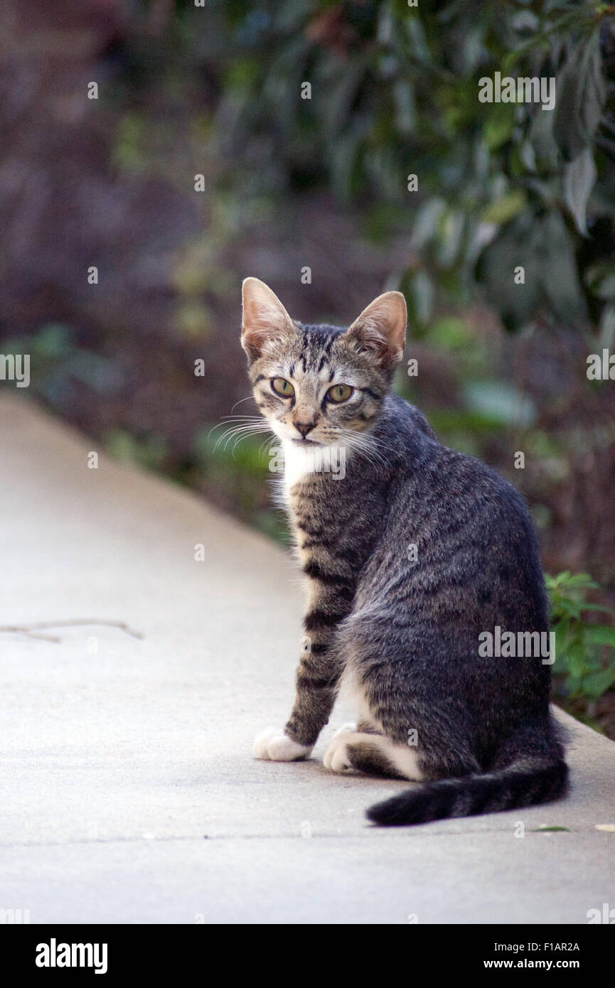 Neighborhood cat Stock Photo