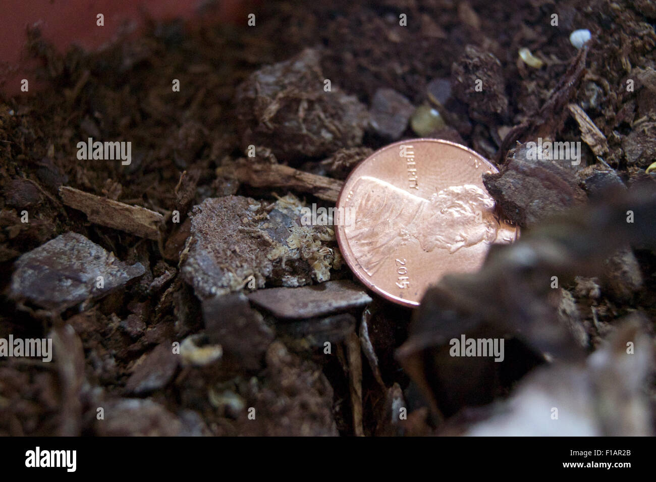 A US penny found in a flower pot. Stock Photo