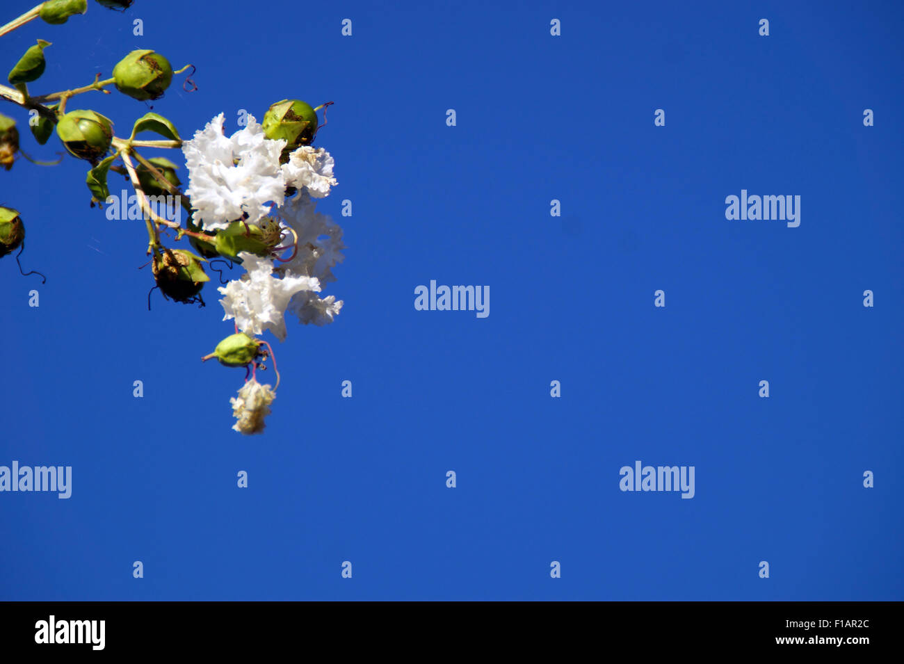 Some flowers on a tree Stock Photo