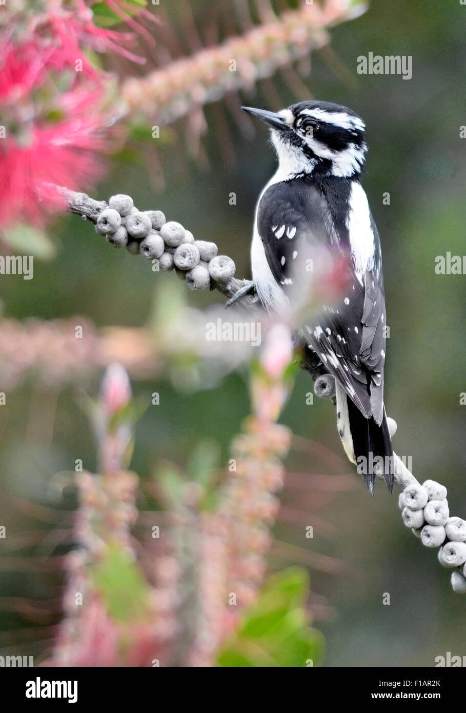 A Downy Woodpecker bird- Picoides Pubescens, perched on a branch, pictured against a blurred background. Stock Photo