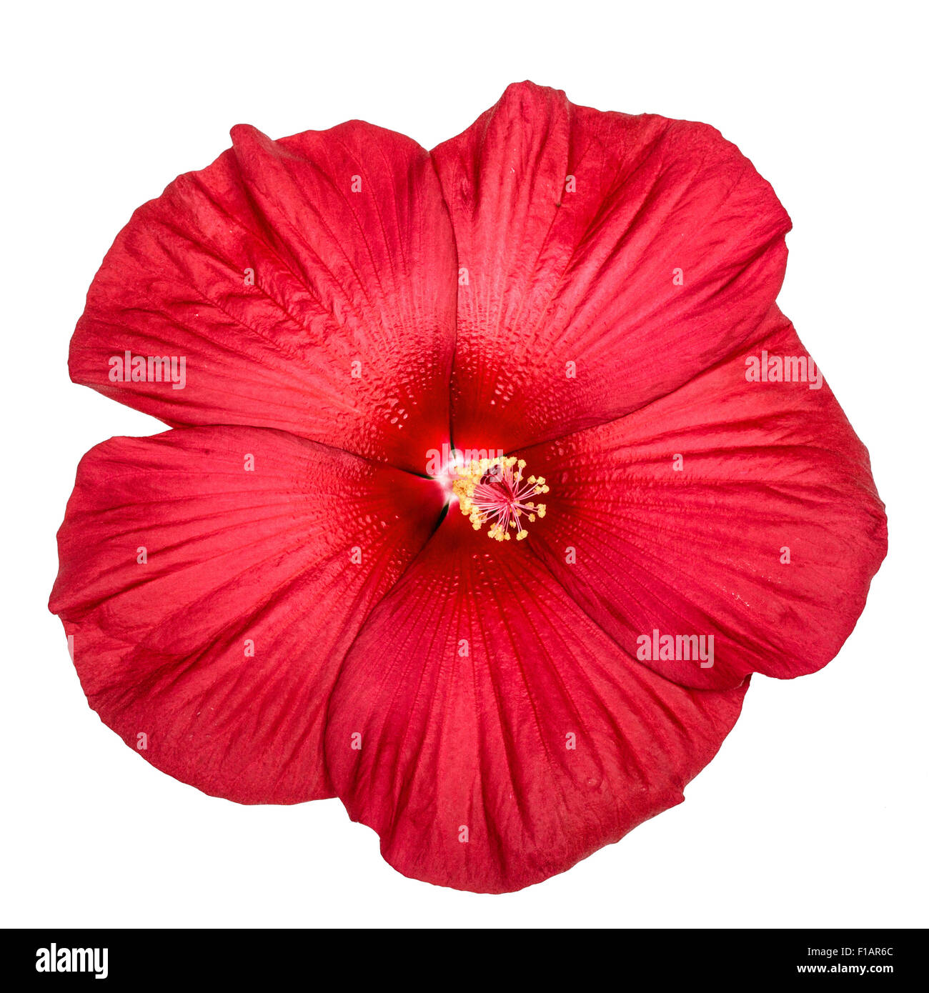 Red hibiscus flower, isolated on white background Stock Photo - Alamy