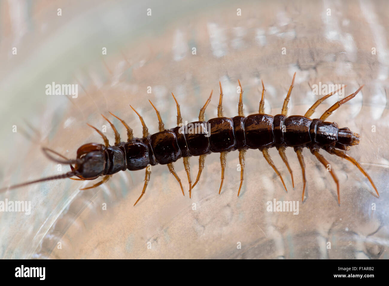 Centipede with many legs crawling around in a garden on a summer's day Stock Photo