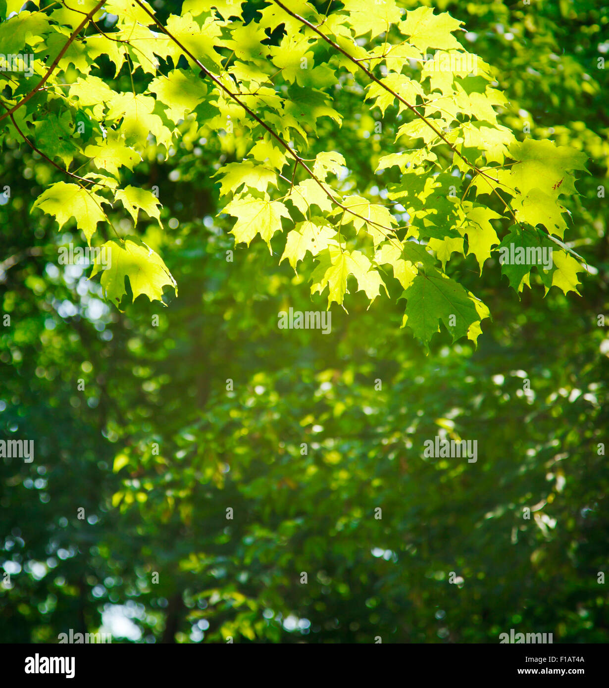 Maple tree on blurred nature background Stock Photo