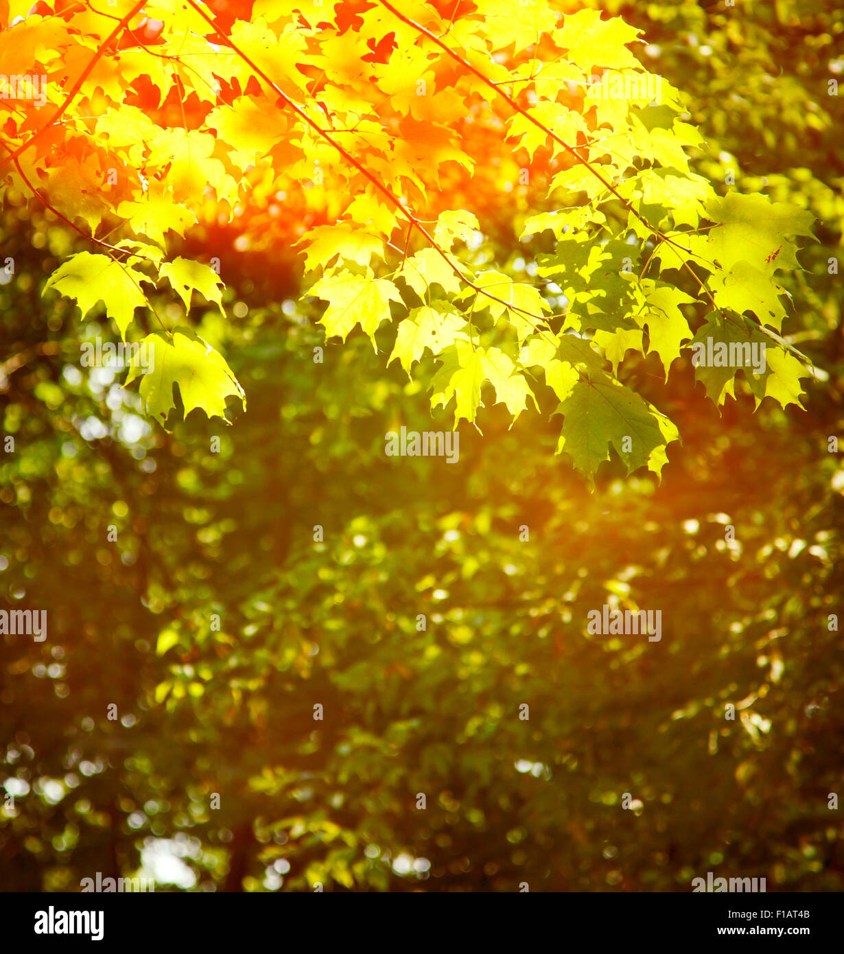 Maple tree on blurred nature background Stock Photo