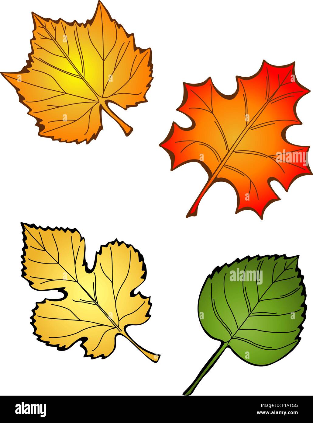 Four Fall Leaves Stock Vector