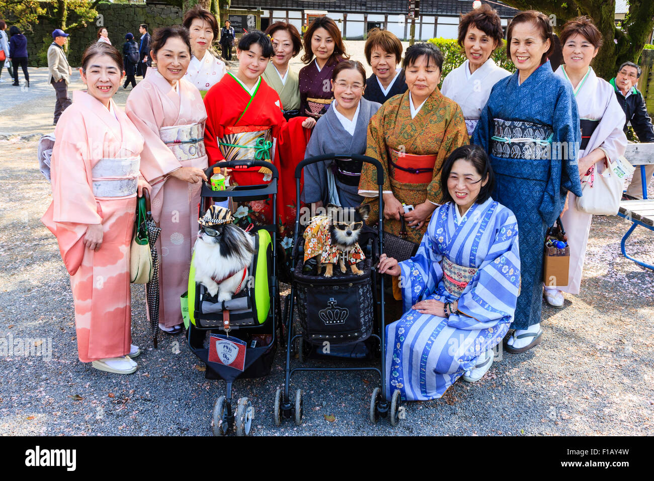 Group of smiling Japanese mature women in kimono standing around some pampered pet dogs sitting in pushchairs while posing for photograph. Stock Photo