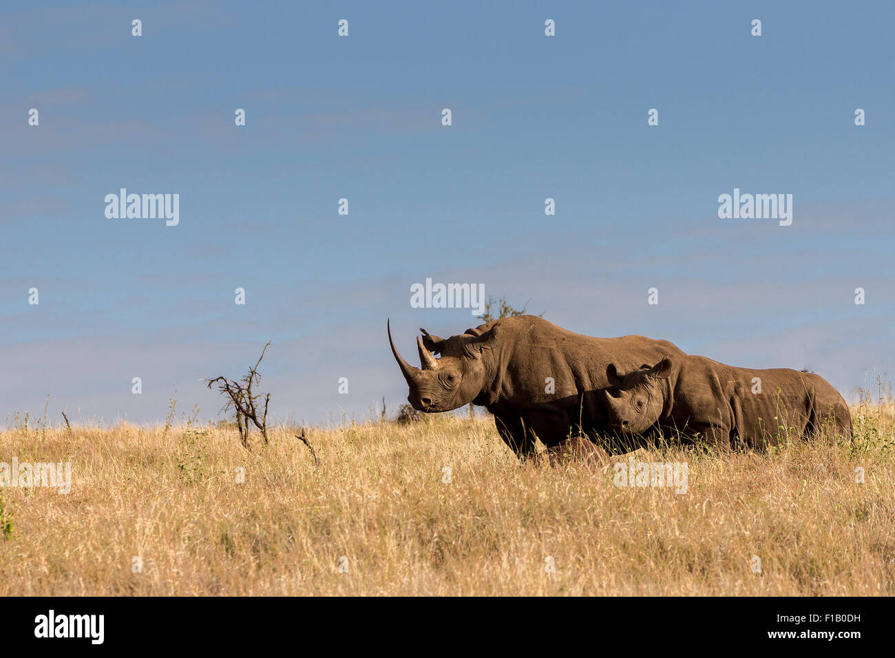Female Black rhino and young Black Baby Rhino Kenya standing in early morining sun shine, sunbathing Stock Photo