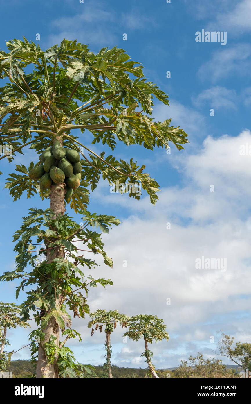 Skybury papaya hires stock photography and images Alamy