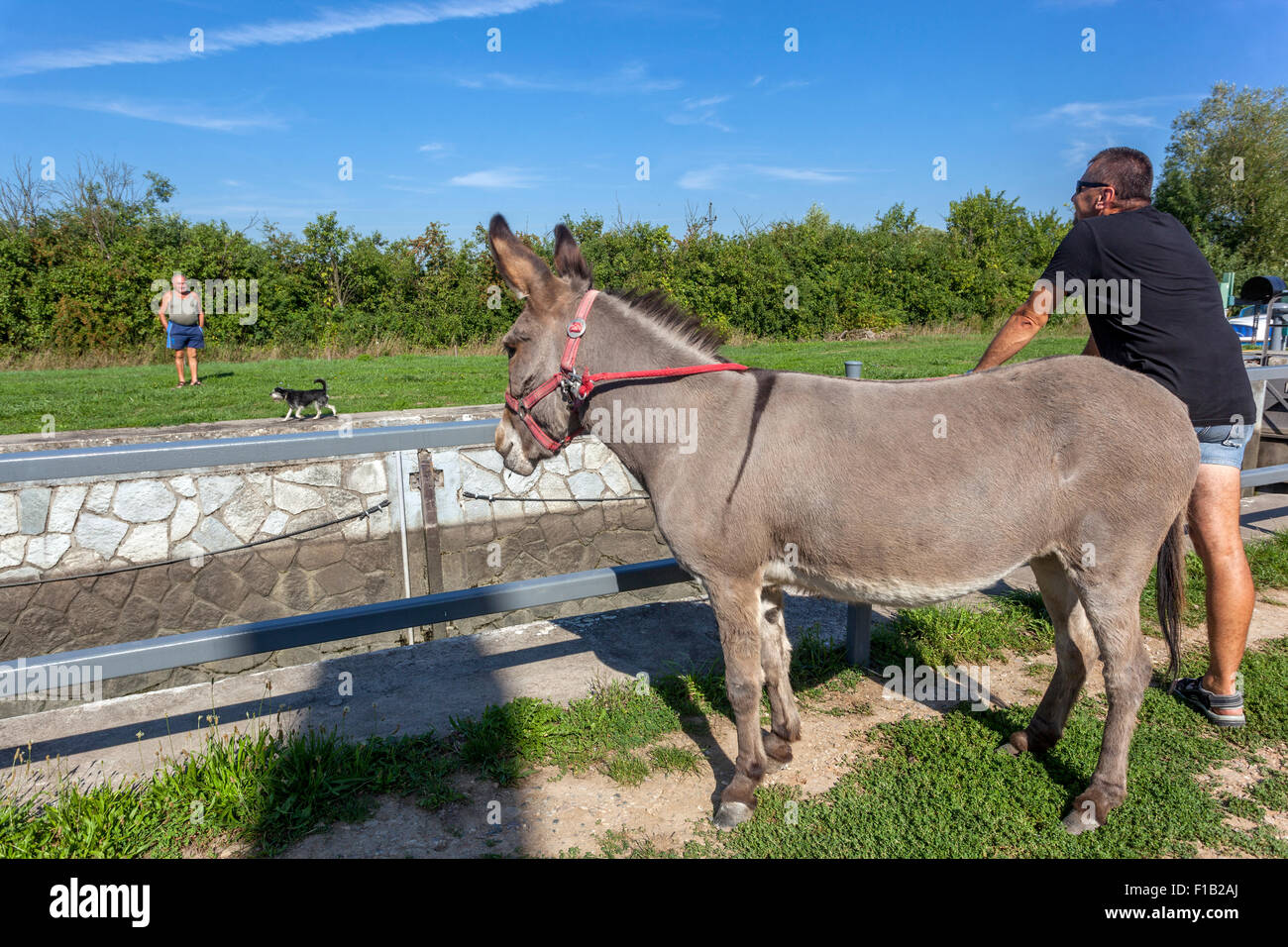 Female donkey Violka, Bata Canal, port Straznice Petrov, South Moravia, Czech Republic, Europe Bata Canal is a navigable canal o Stock Photo