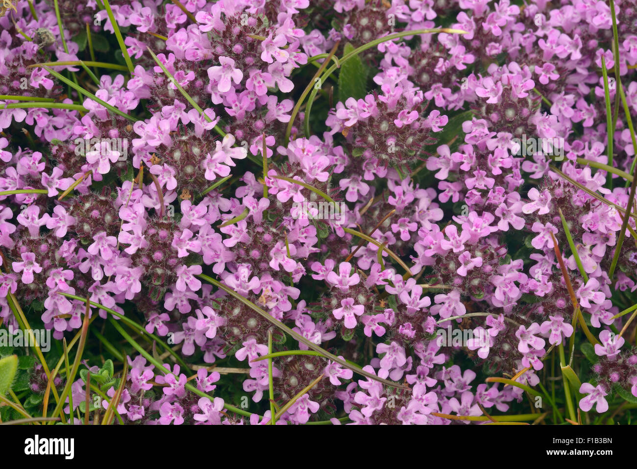 Wild Thyme Thymus polytrichus Mass of flowers Stock Photo Alamy