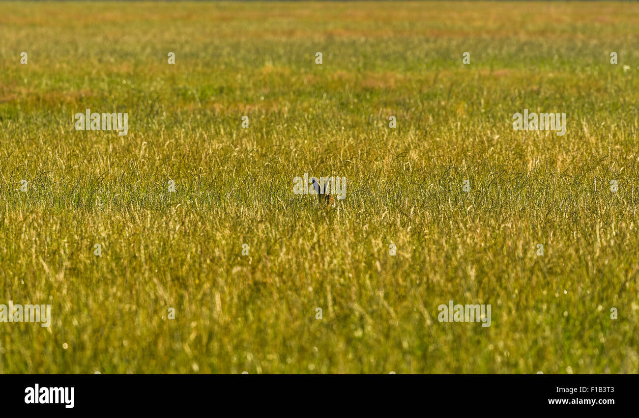 Hare (Lepus europaeus) in a cornfield, Altmark, Saxony-Anhalt, Germany Stock Photo