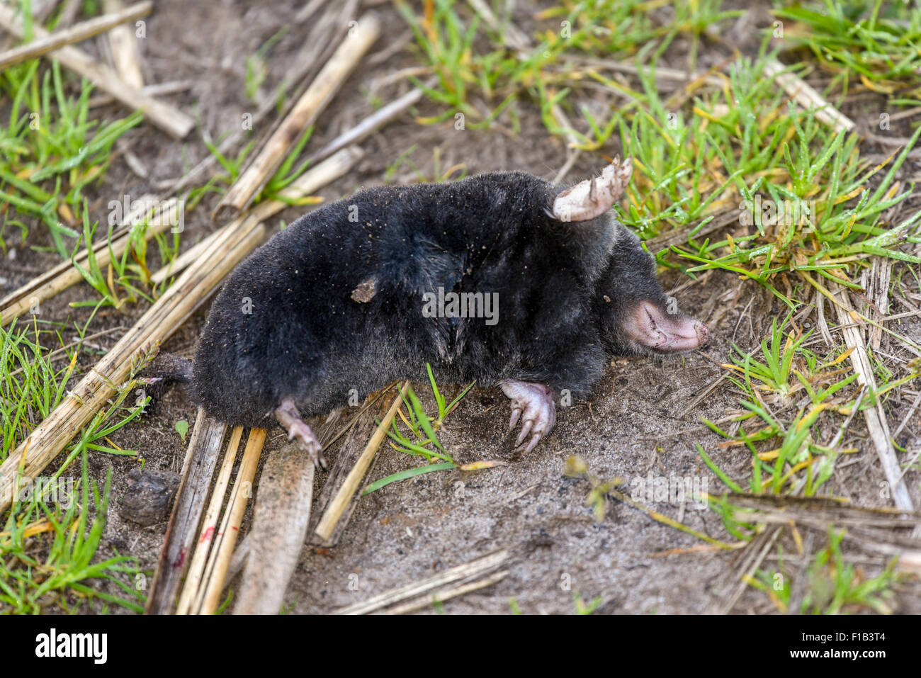 Dead European mole (Talpa europaea), Altmark, Saxony-Anhalt, Germany Stock Photo