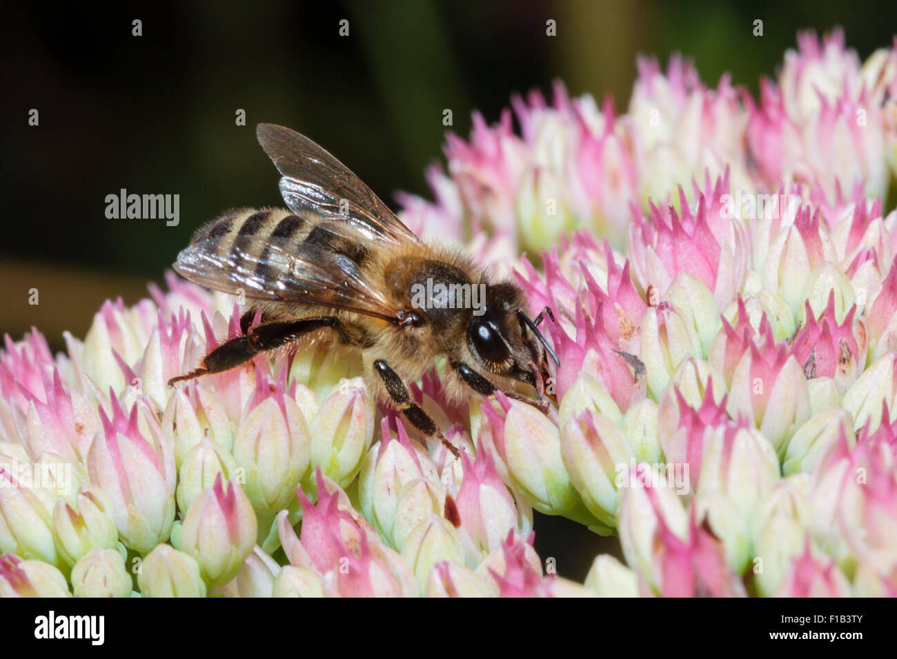 Western Honey bee (Apis mellifera) collecting pollen from a Sedum plant in a garden in East Sussex, UK Stock Photo
