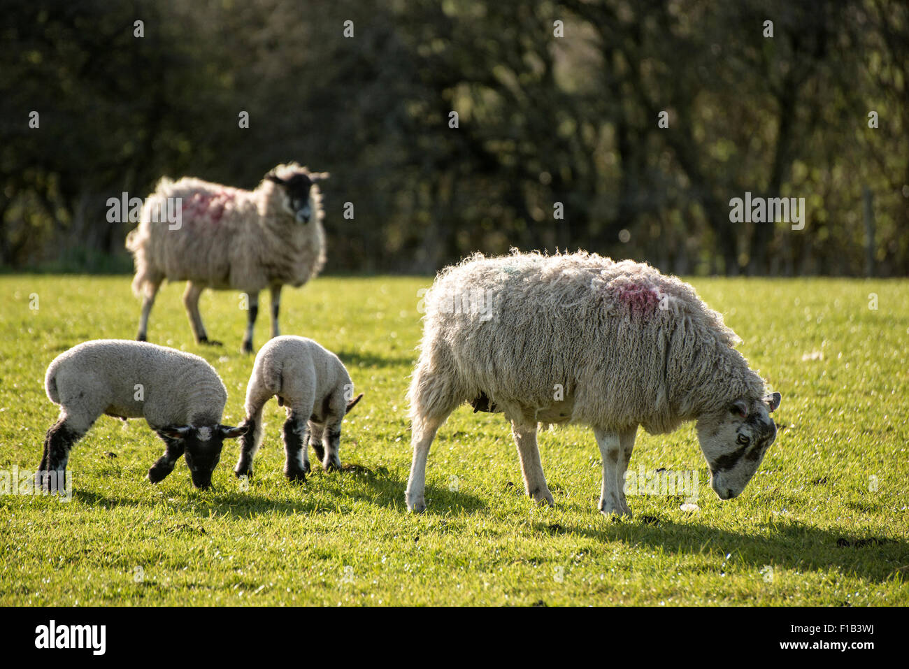 Beautiful landscape image of Spring lambs and sheep in fields during late evening light Stock Photo