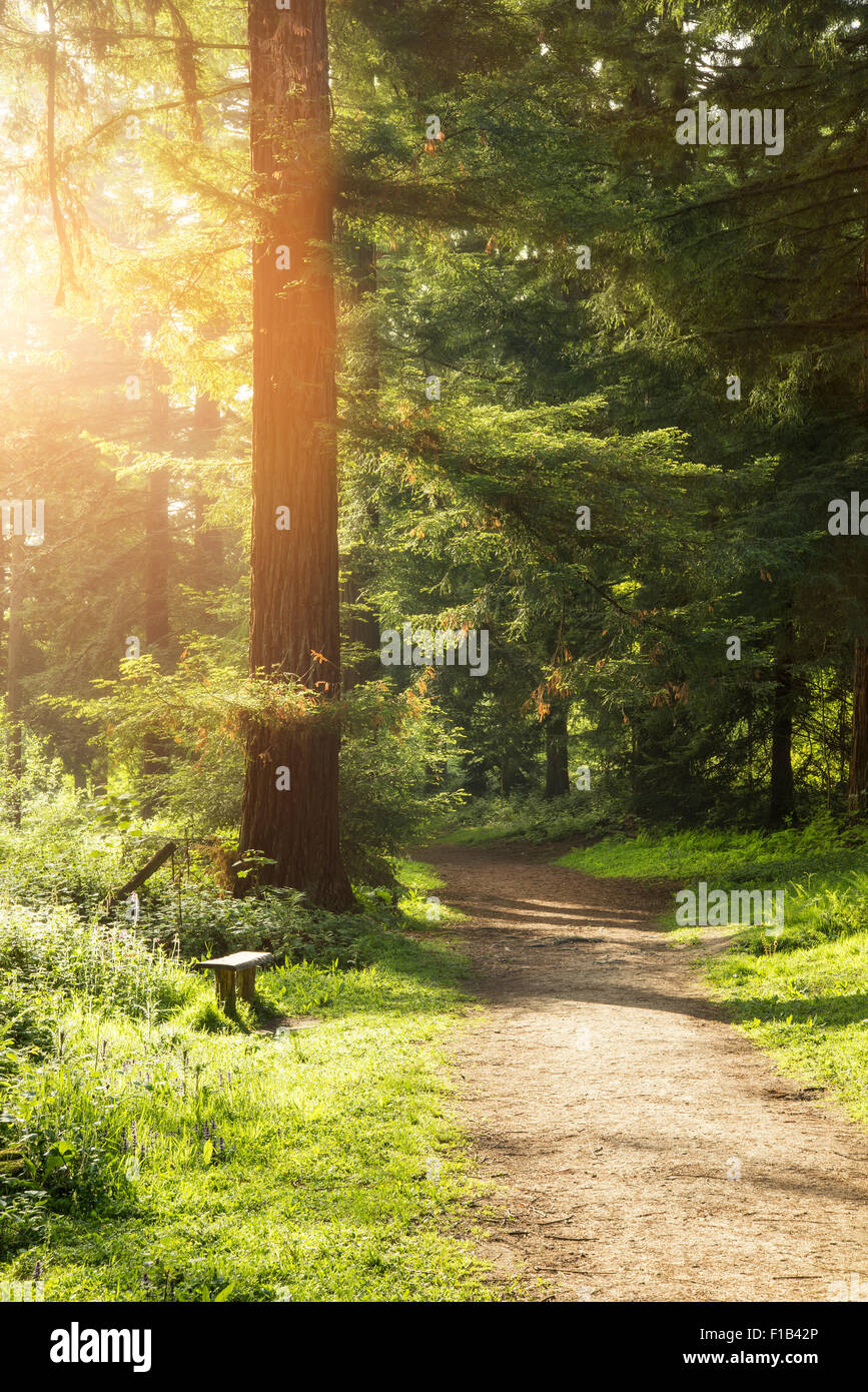 Beautiful Spring sunshine breaks through trees in forest landscape Stock Photo