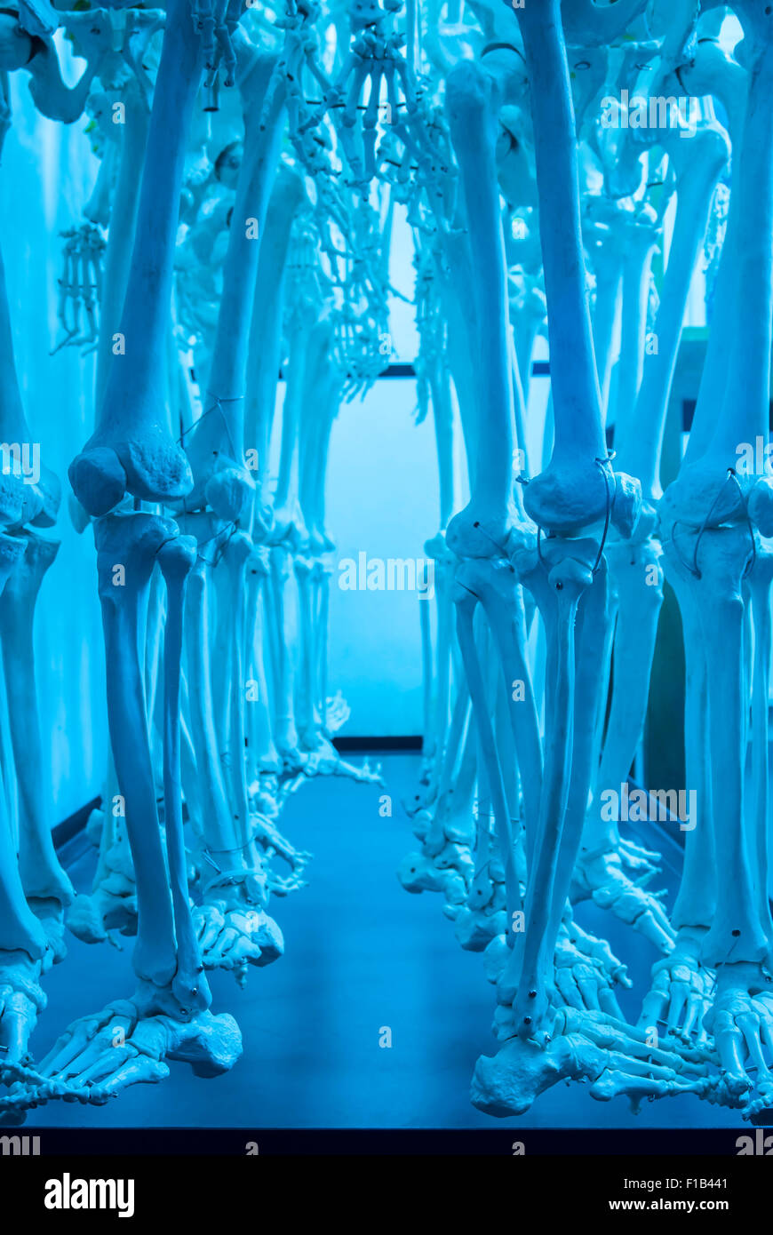 Lower leg bones hi-res stock photography and images - Alamy