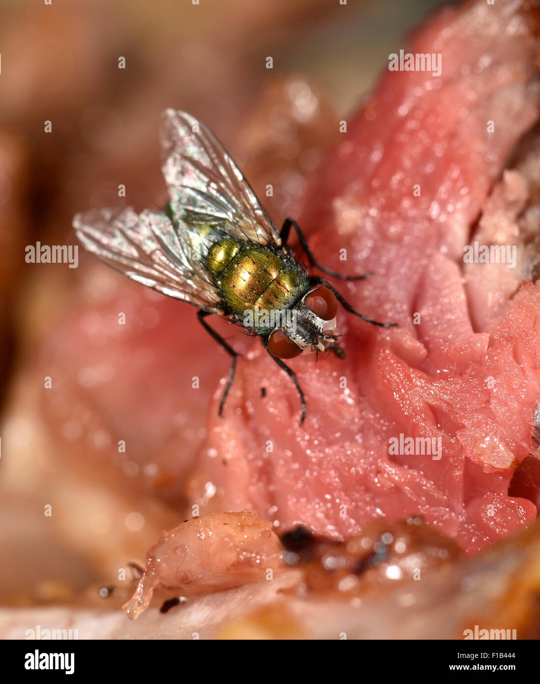 Common greenbottle (Lucilia caesar) fly, also blowfly, sitting on meat Stock Photo