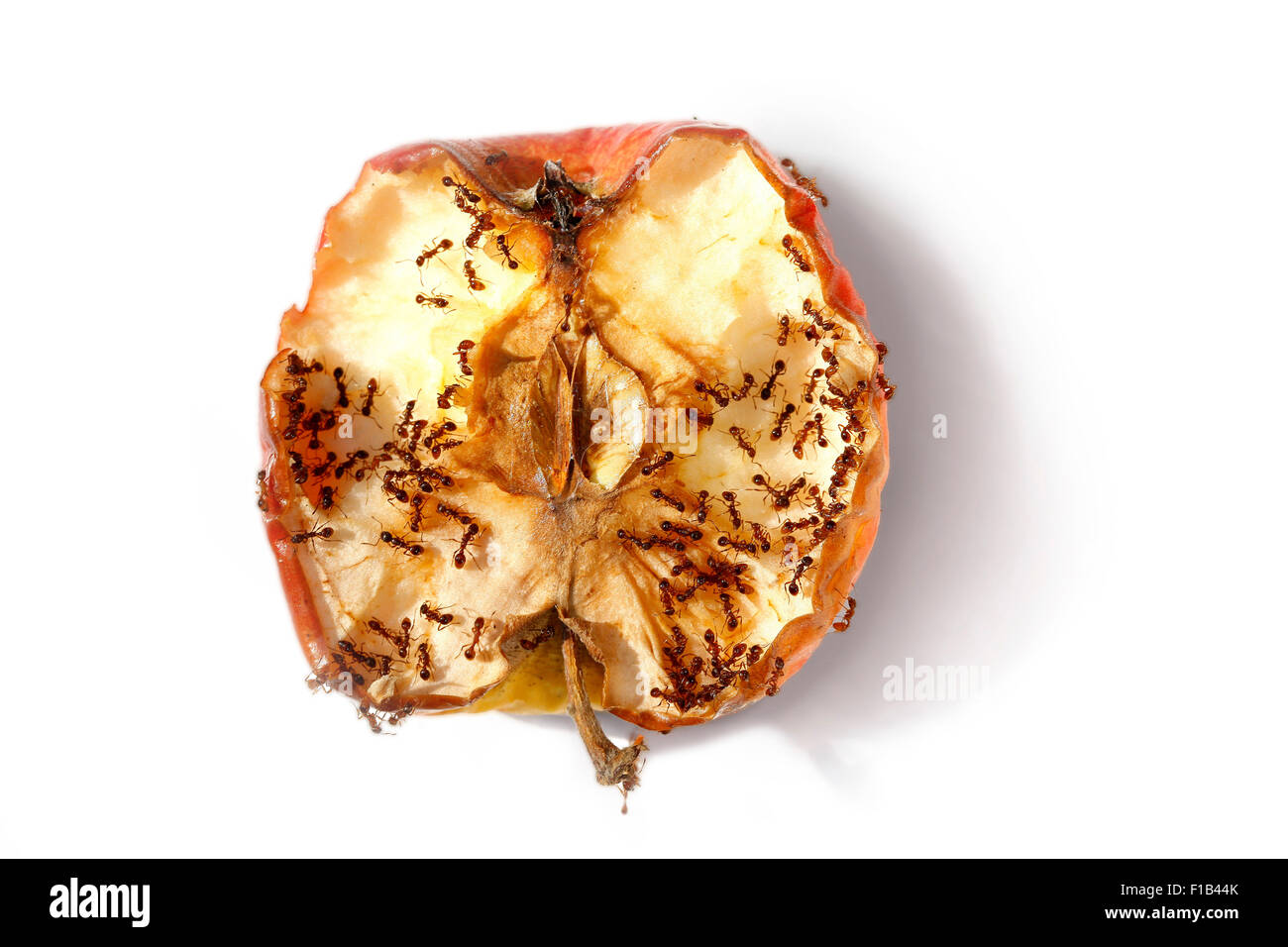 Ants crawling on half a rotting apple Stock Photo