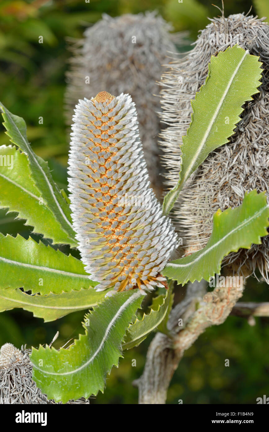 Newnes Plateau Banksia - Banksia penicillata syn Banksia conferta subsp. Penicillata Stock Photo