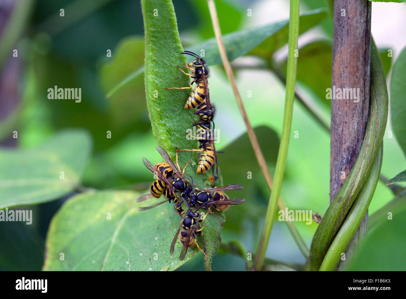 Wasps eating runner beans UK Stock Photo Alamy