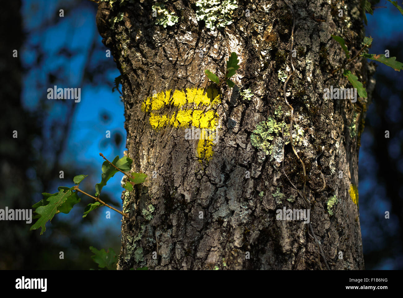 Yellow marker of Promenades et Randonnées (PRs) on tree trunk, Lot Valley Stock Photo