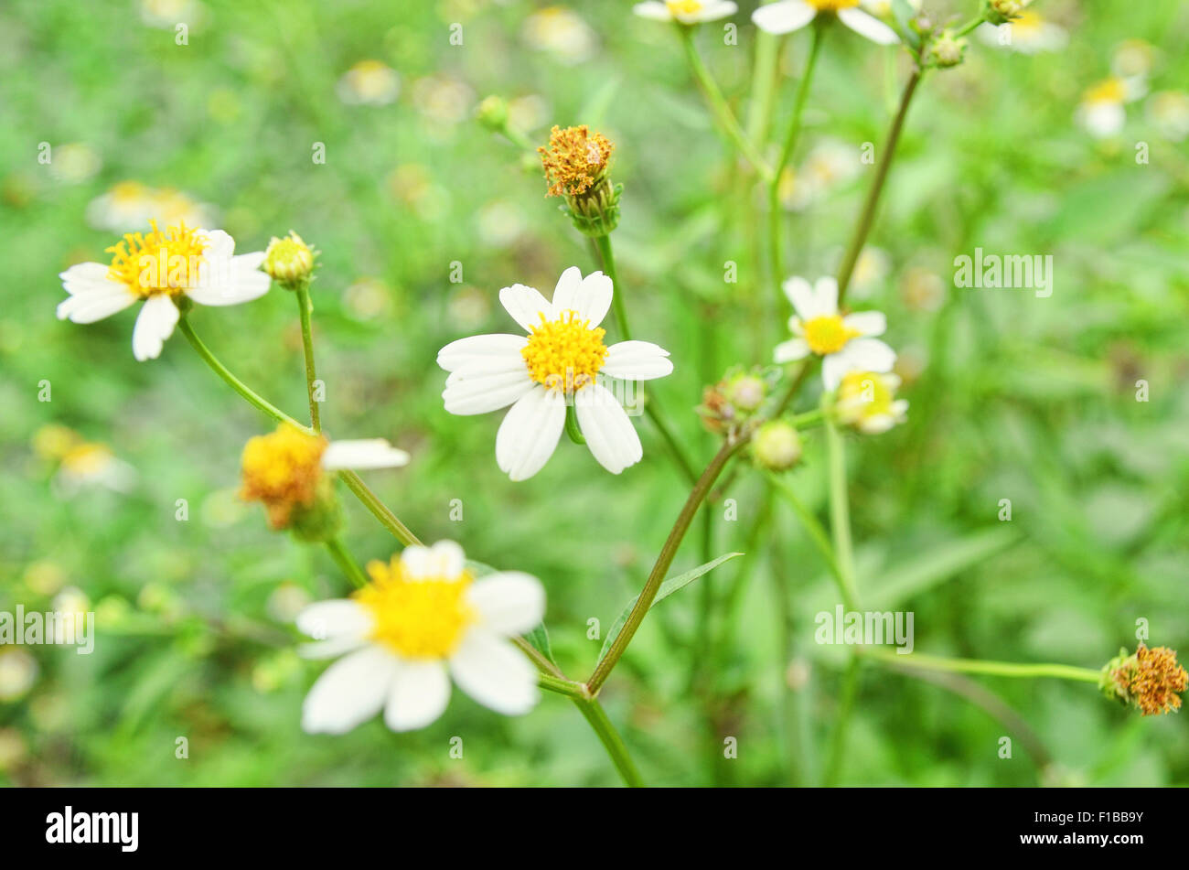 Wild daisies in a park Stock Photo Alamy