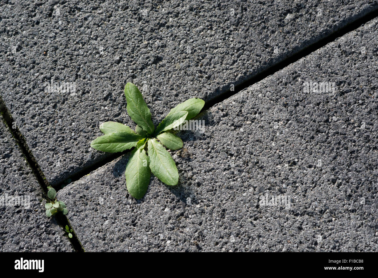 Weed Growing Out Of Concrete High Resolution Stock Photography and ...