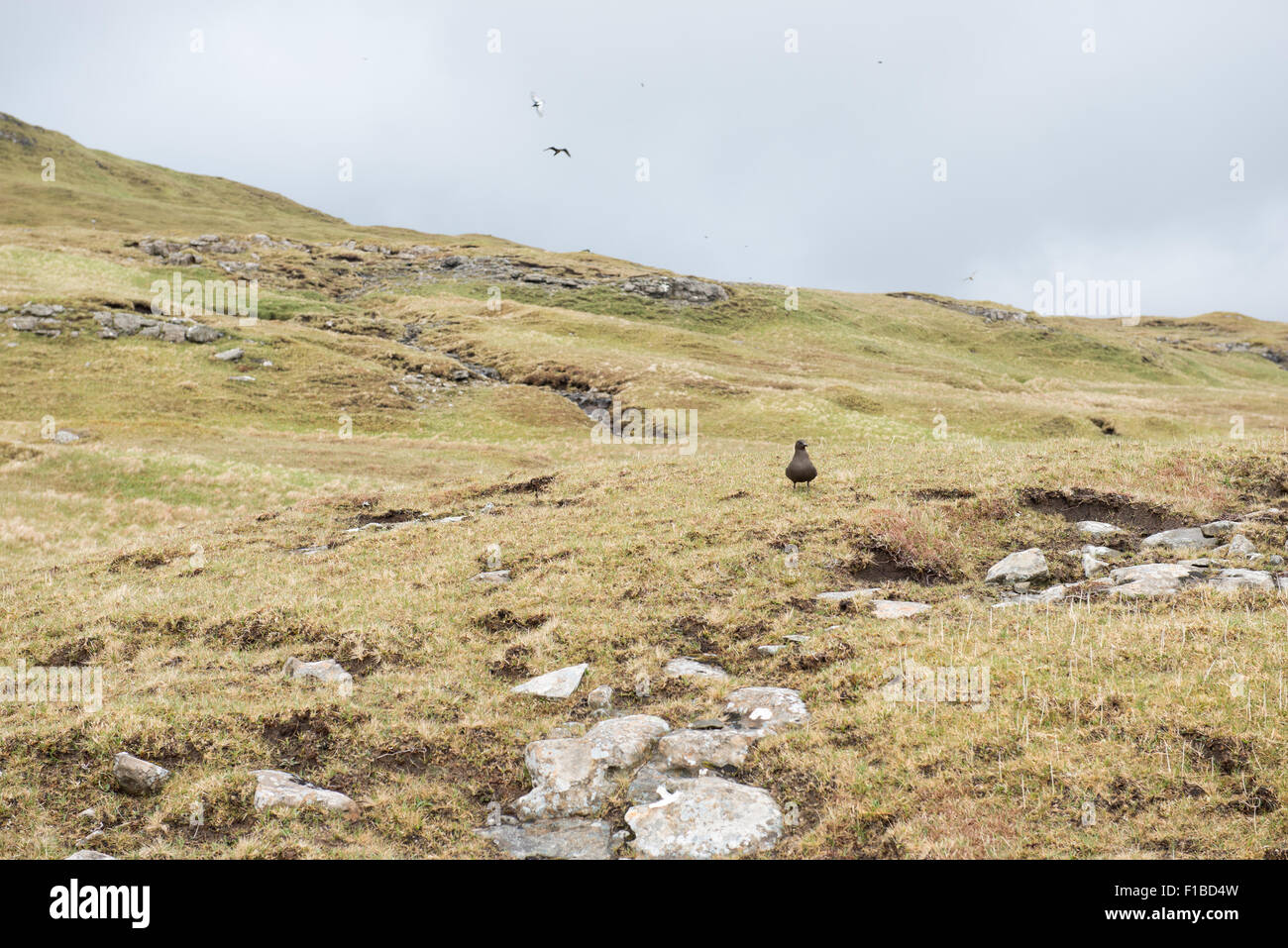 Typical landscape on the Faroe Islands, with green grass and rocks and Stercorarius parasiticus Stock Photo