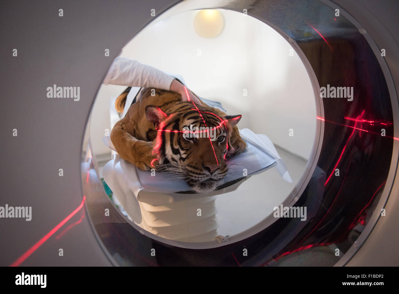 New CT Scanner in VIC. Zoo Tiger Sarai. The Leibniz Institute for Zoo