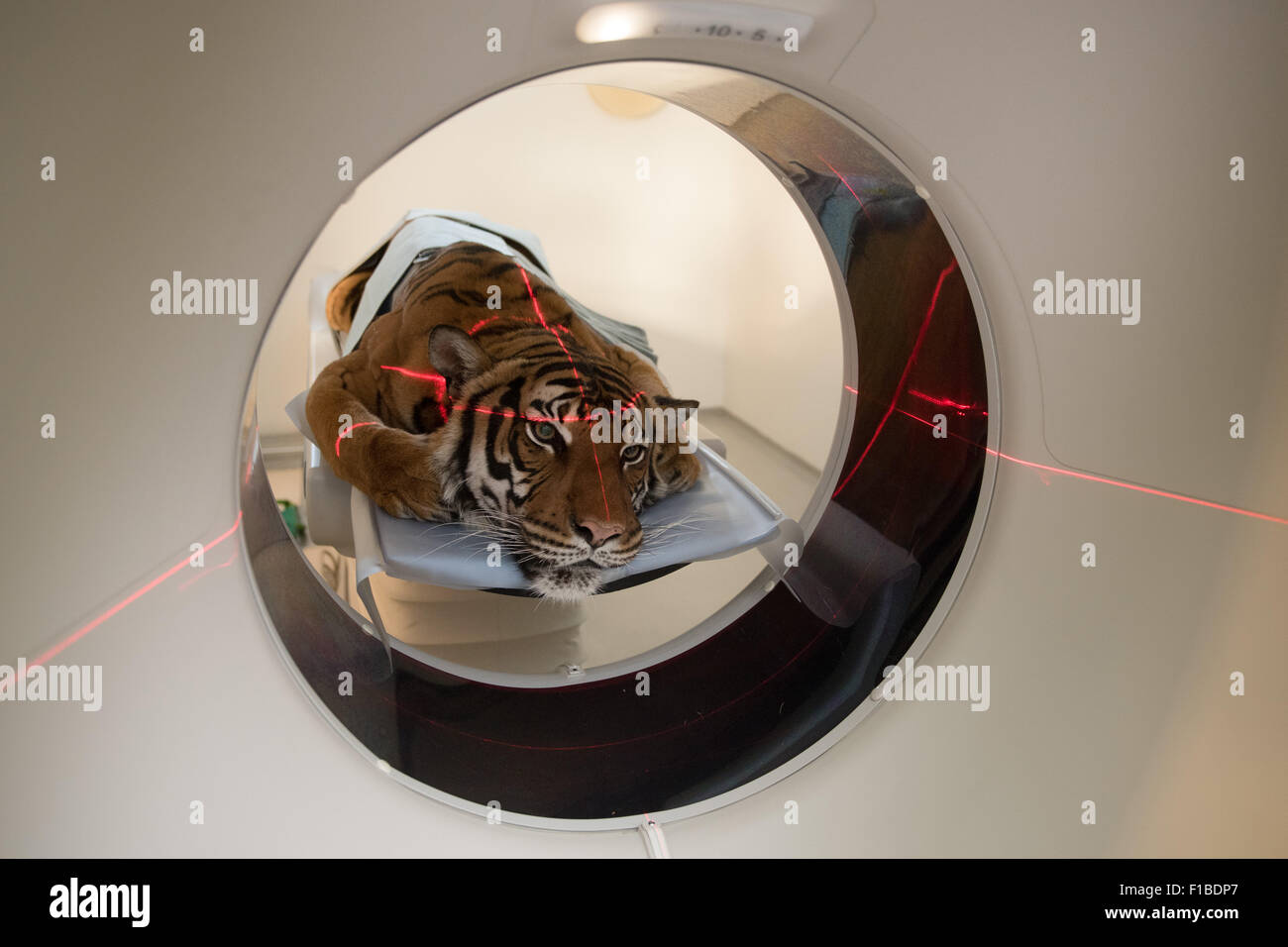 New CT Scanner In VIC. Zoo Tiger Sarai. The Leibniz Institute For Zoo ...