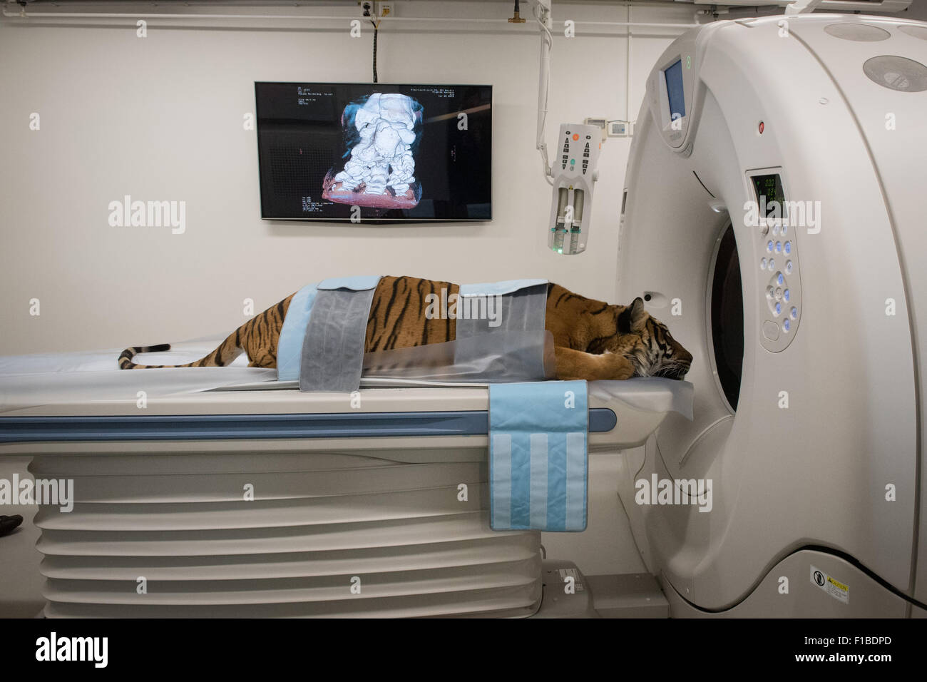 New CT Scanner in VIC. Zoo Tiger Sarai. The Leibniz Institute for Zoo