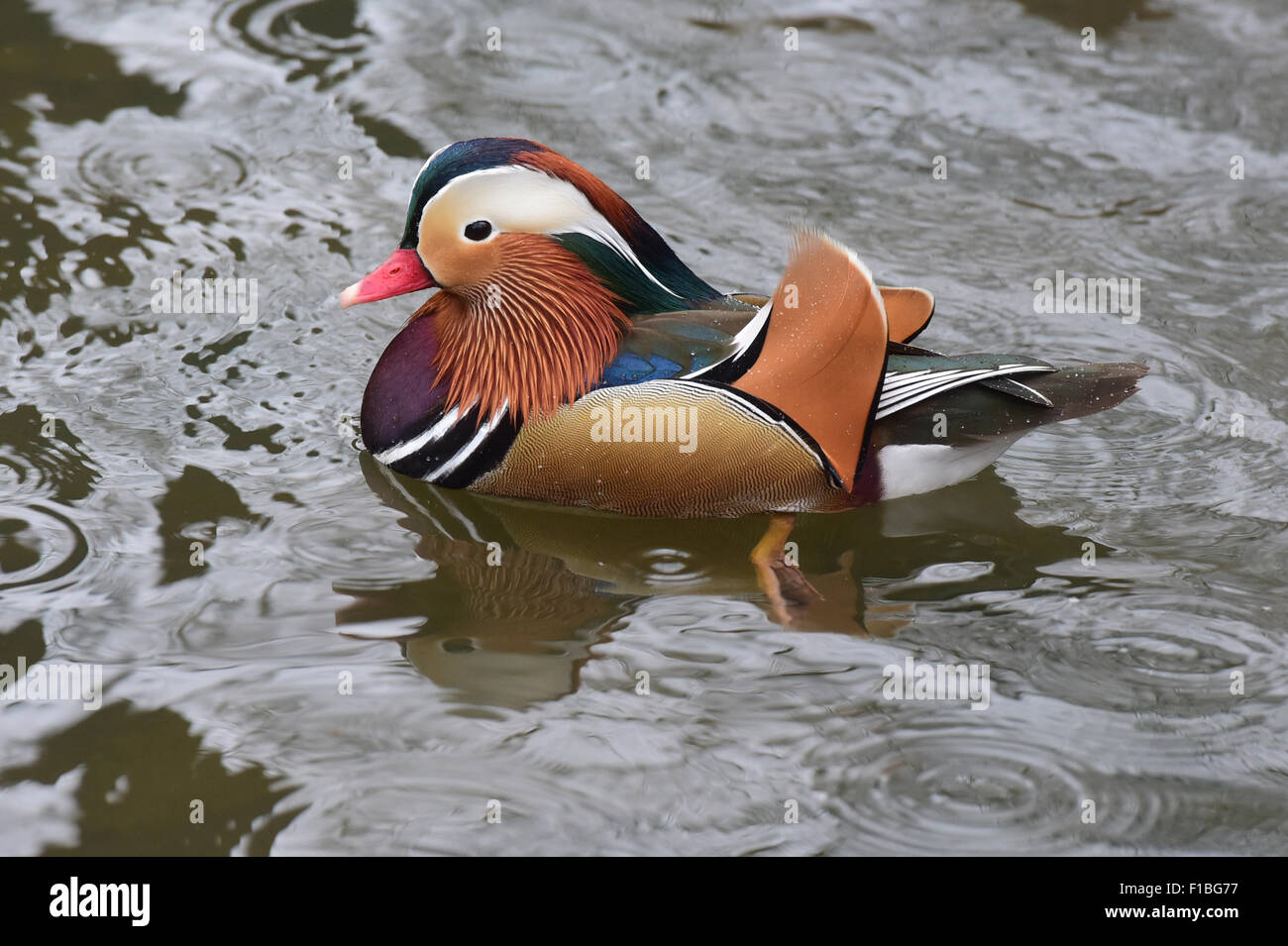 Berlin, Germany, a mandarin duck floating on the Panke in the castle park Schoenhausen Stock
