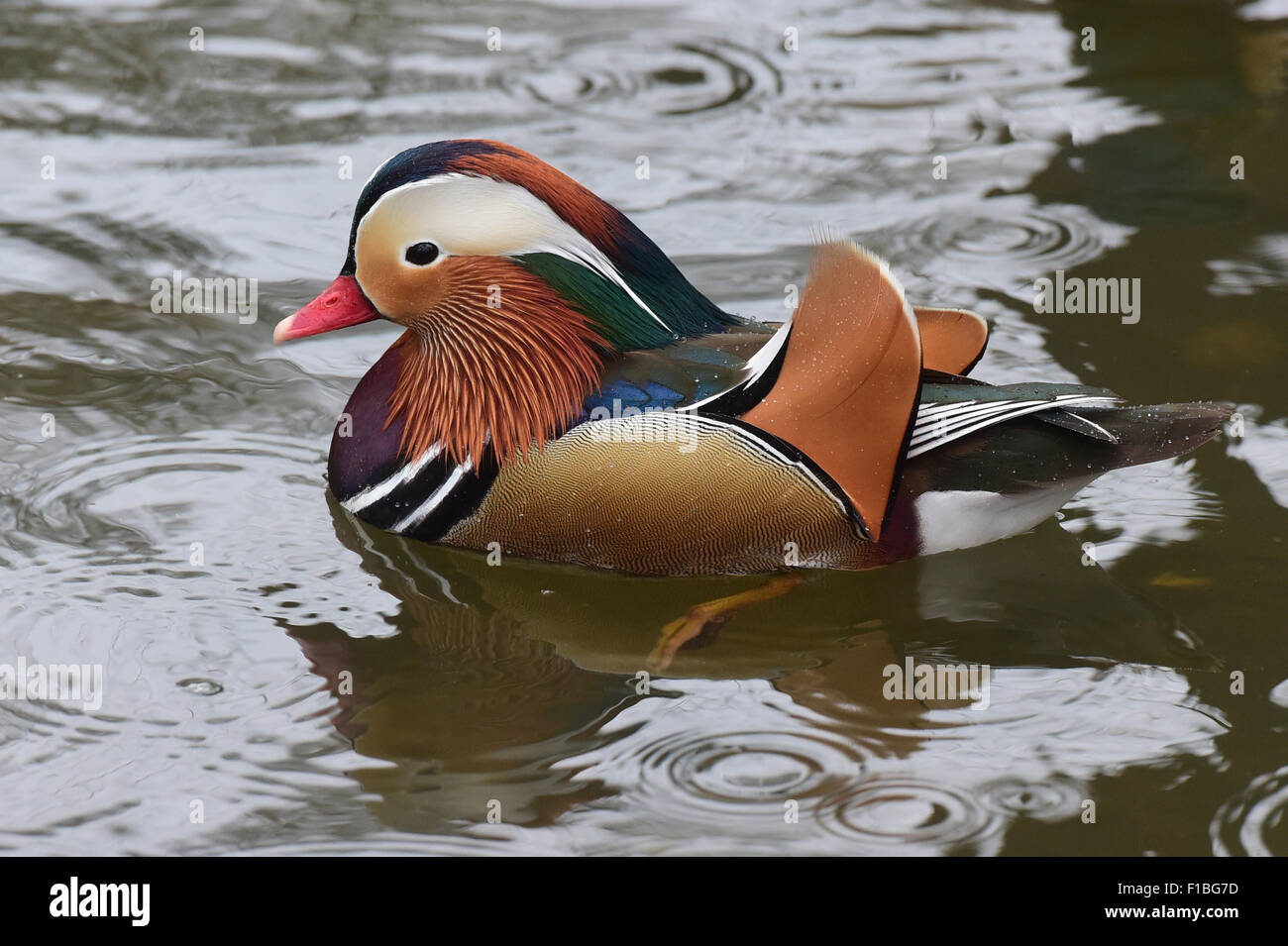Berlin, Germany, a mandarin duck floating on the Panke in the castle