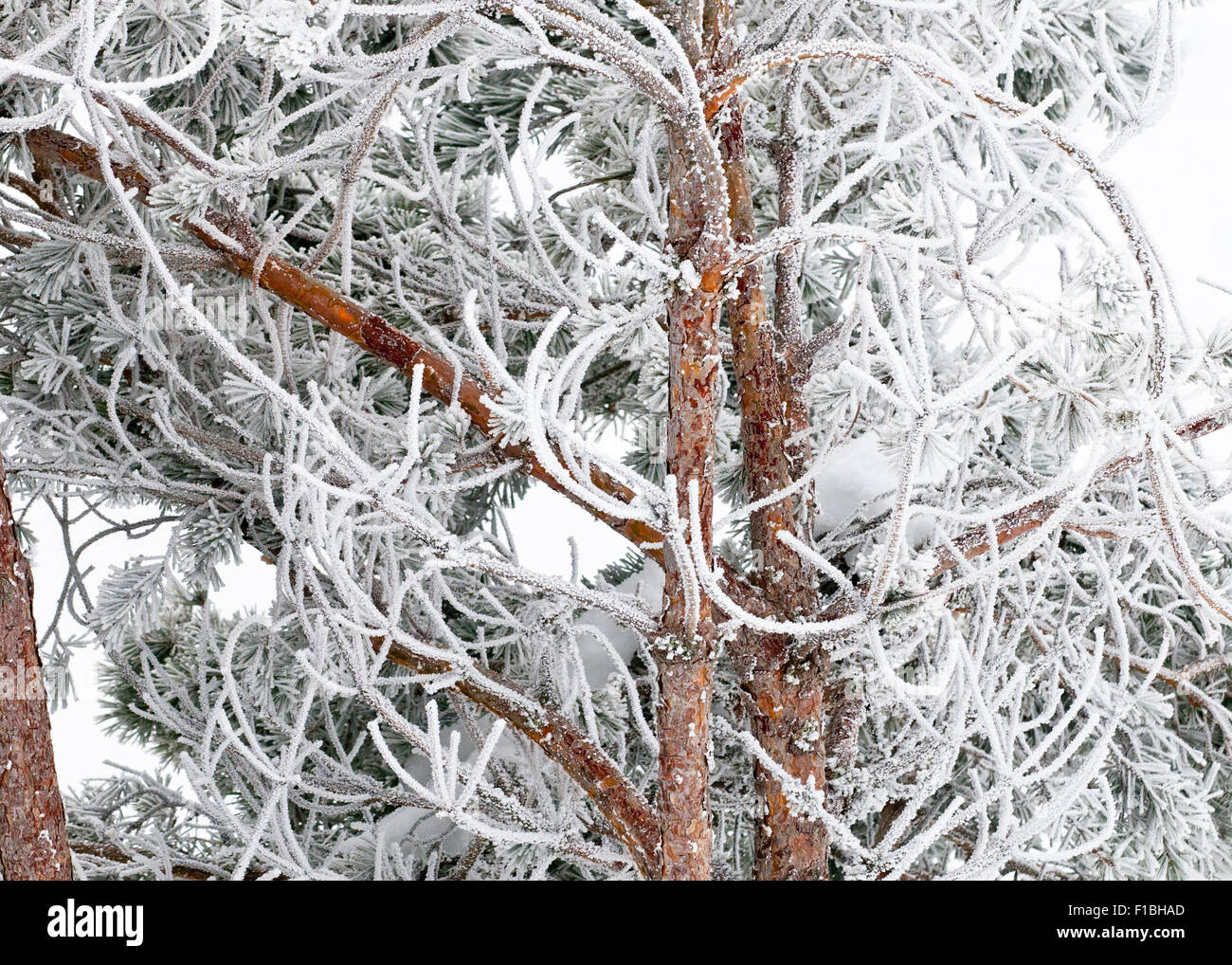 Snow and ice covered pine trees , Pinus sylvestris, in the Sierra de ...