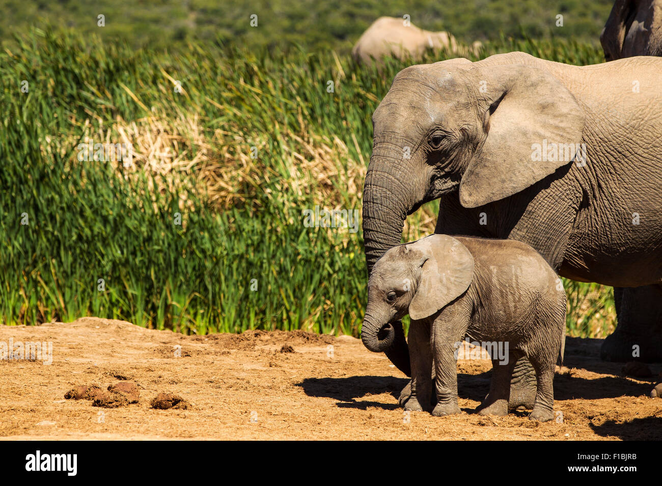 Mother elephant with her calf Stock Photo - Alamy