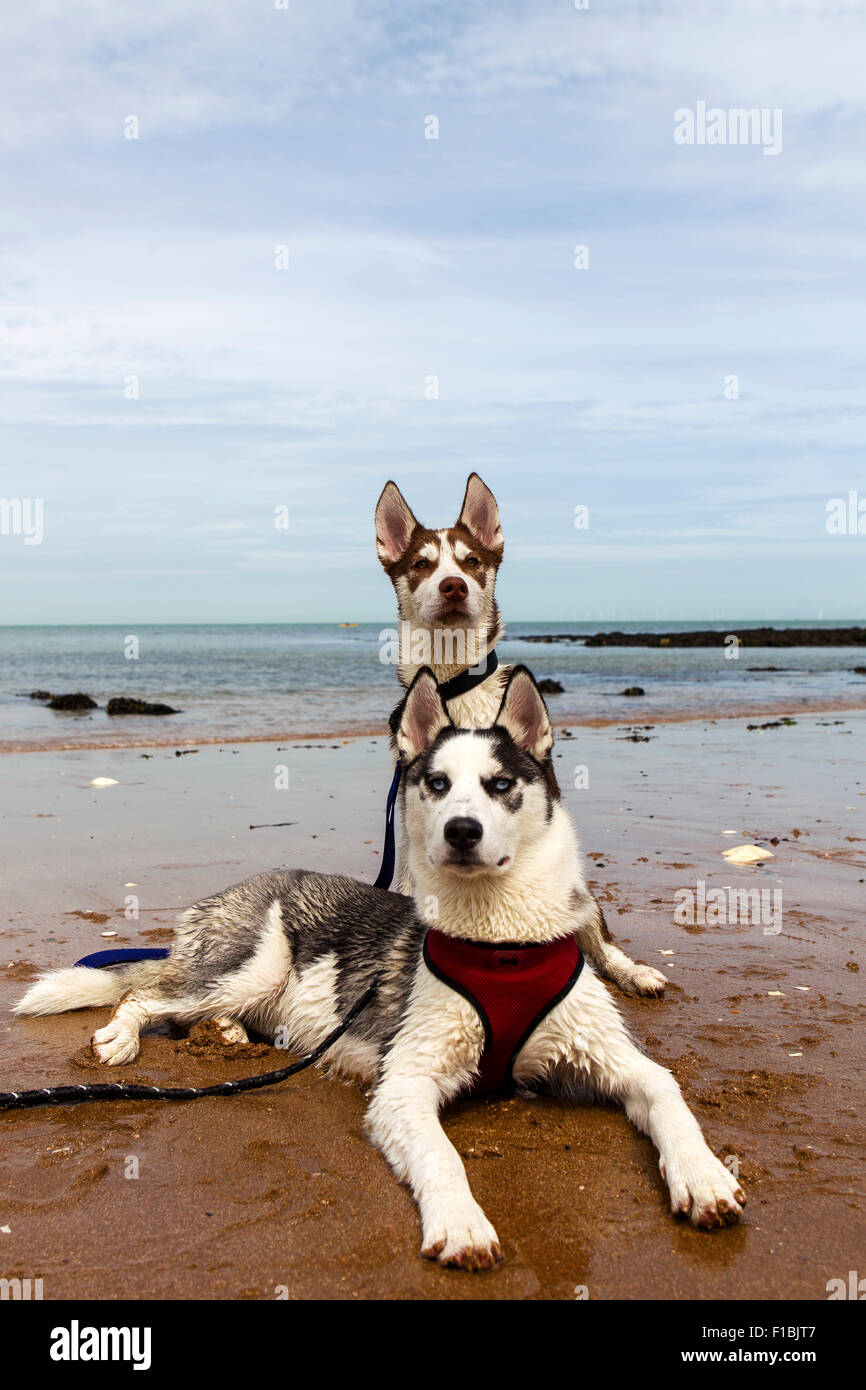 Siberian huskies on a beach in england Stock Photo