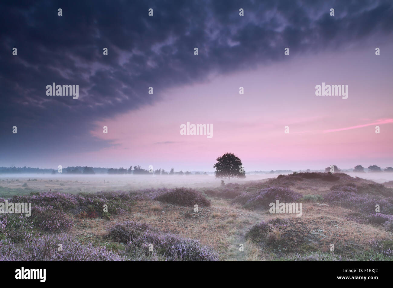 oak tree in dunes with flowering heather at  misty sunrise Stock Photo