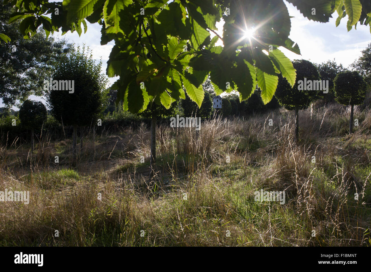Hornbeam trees and distant dovecote in a Herefordshire garden orchard. Stock Photo