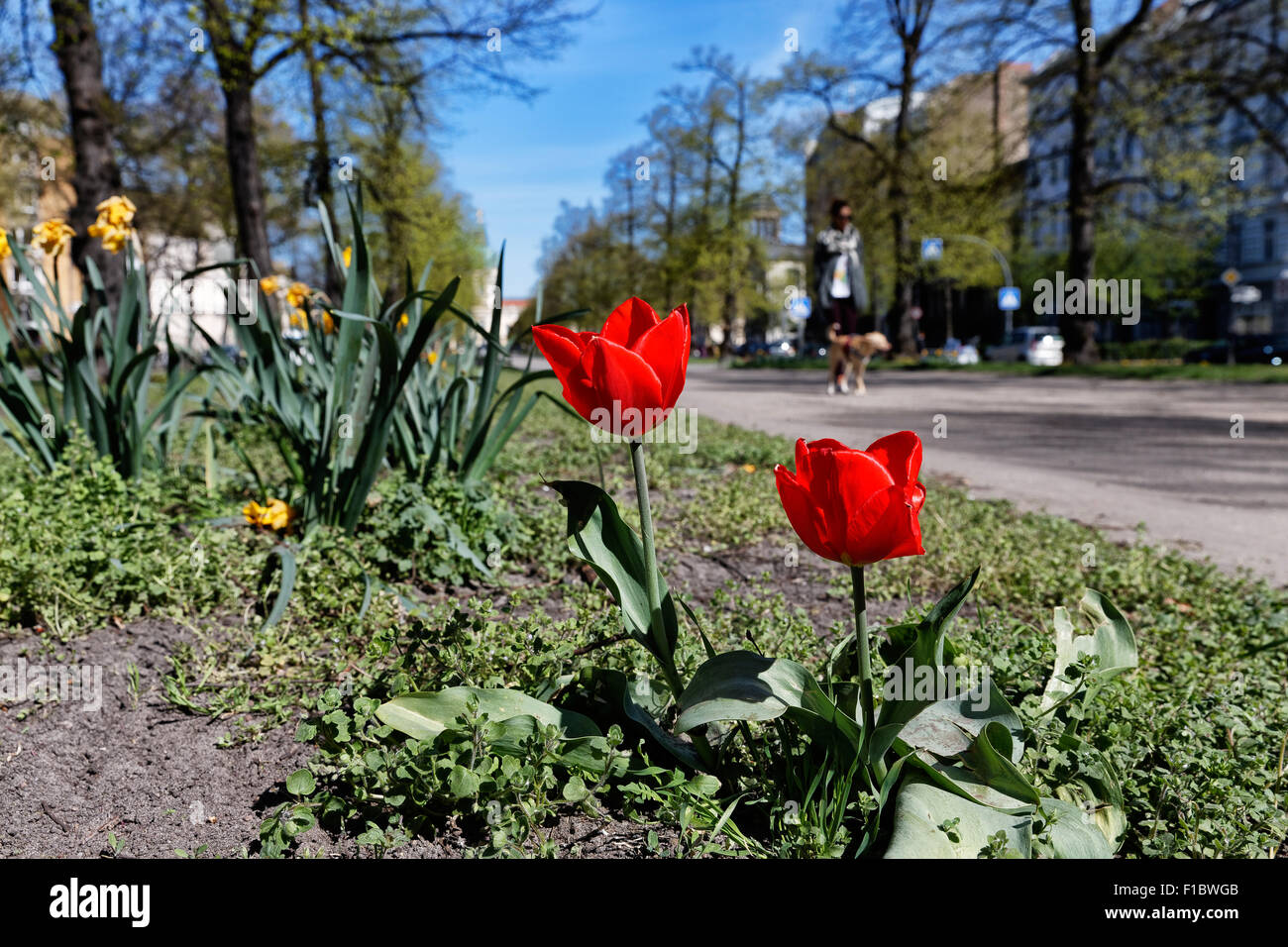 Berlin, Germany, tulips on the central promenade of the Schlossstrasse Stock Photo