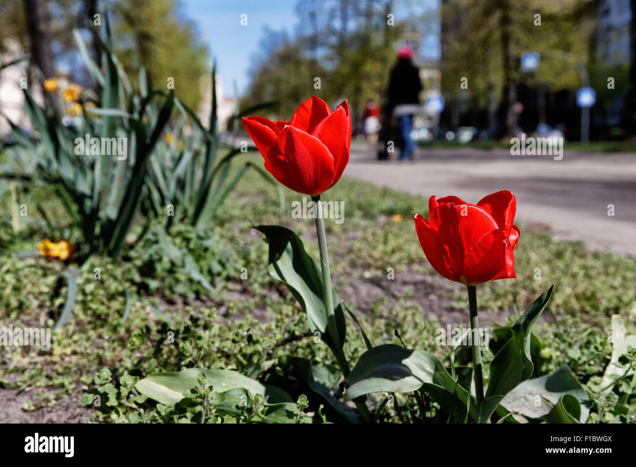 Berlin, Germany, tulips on the central promenade of the Schlossstrasse Stock Photo
