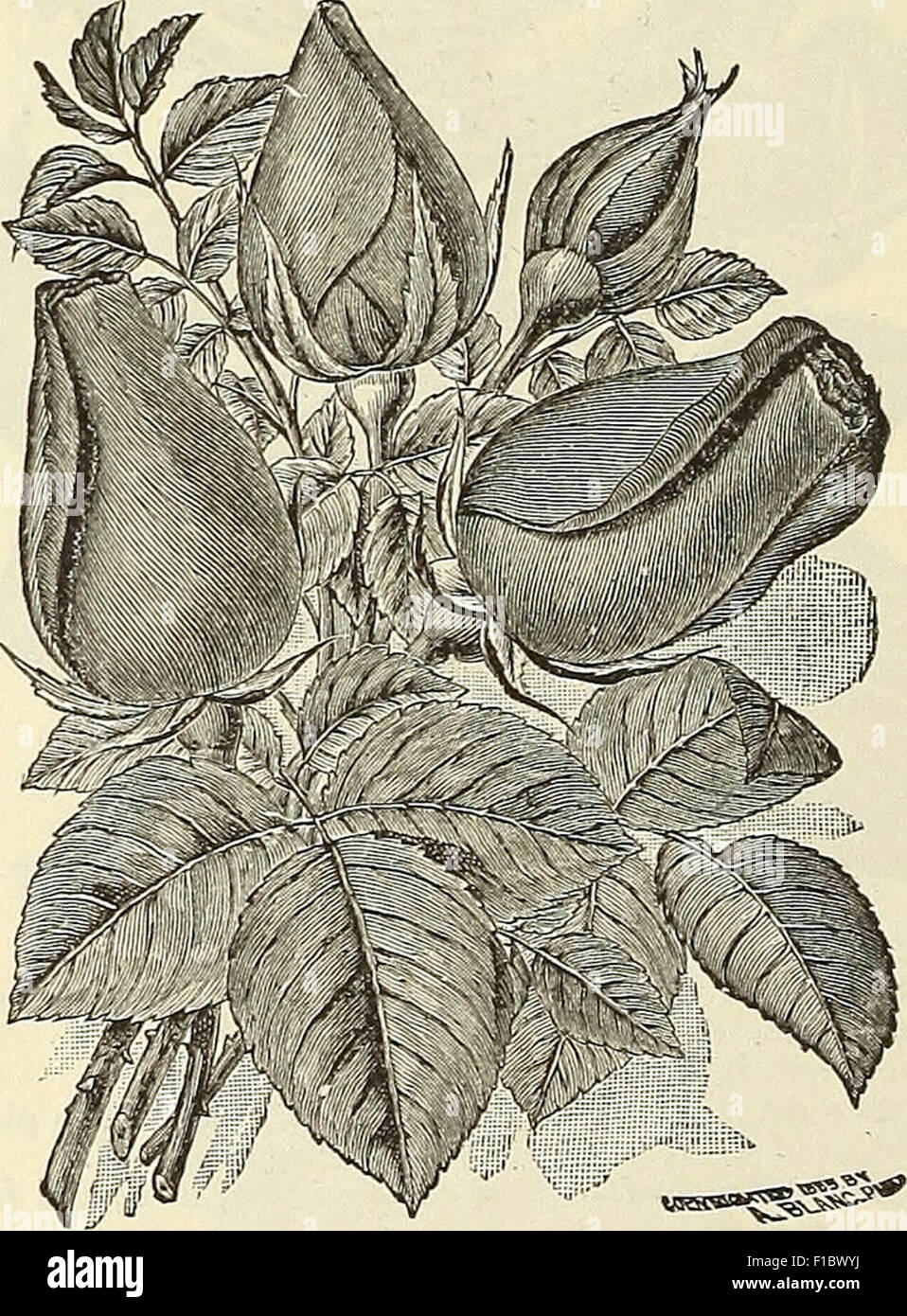 Dreer's wholesale price list seeds for florists plants vegetable