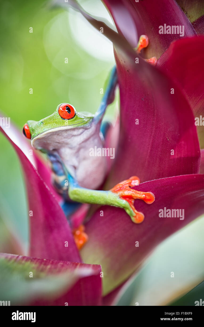 red eyed tree frog from the tropical jungle of Costa RIca and Panama? macro of an exotic rain forest animal, treefrog with brigh Stock Photo