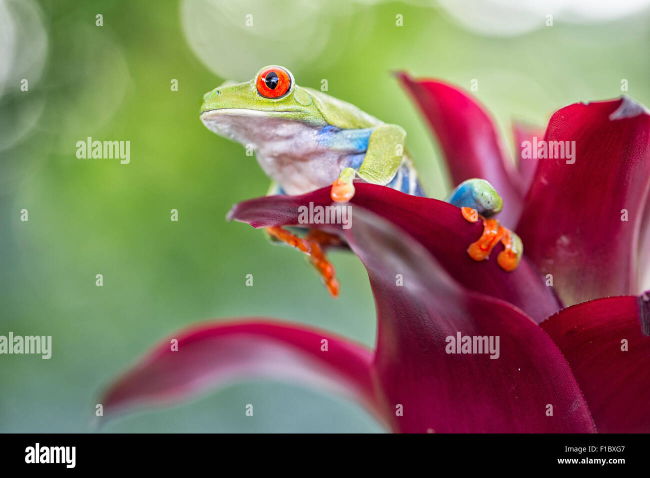 red eyed tree frog from the tropical jungle of Costa RIca and Panama? macro of an exotic rain forest animal Stock Photo
