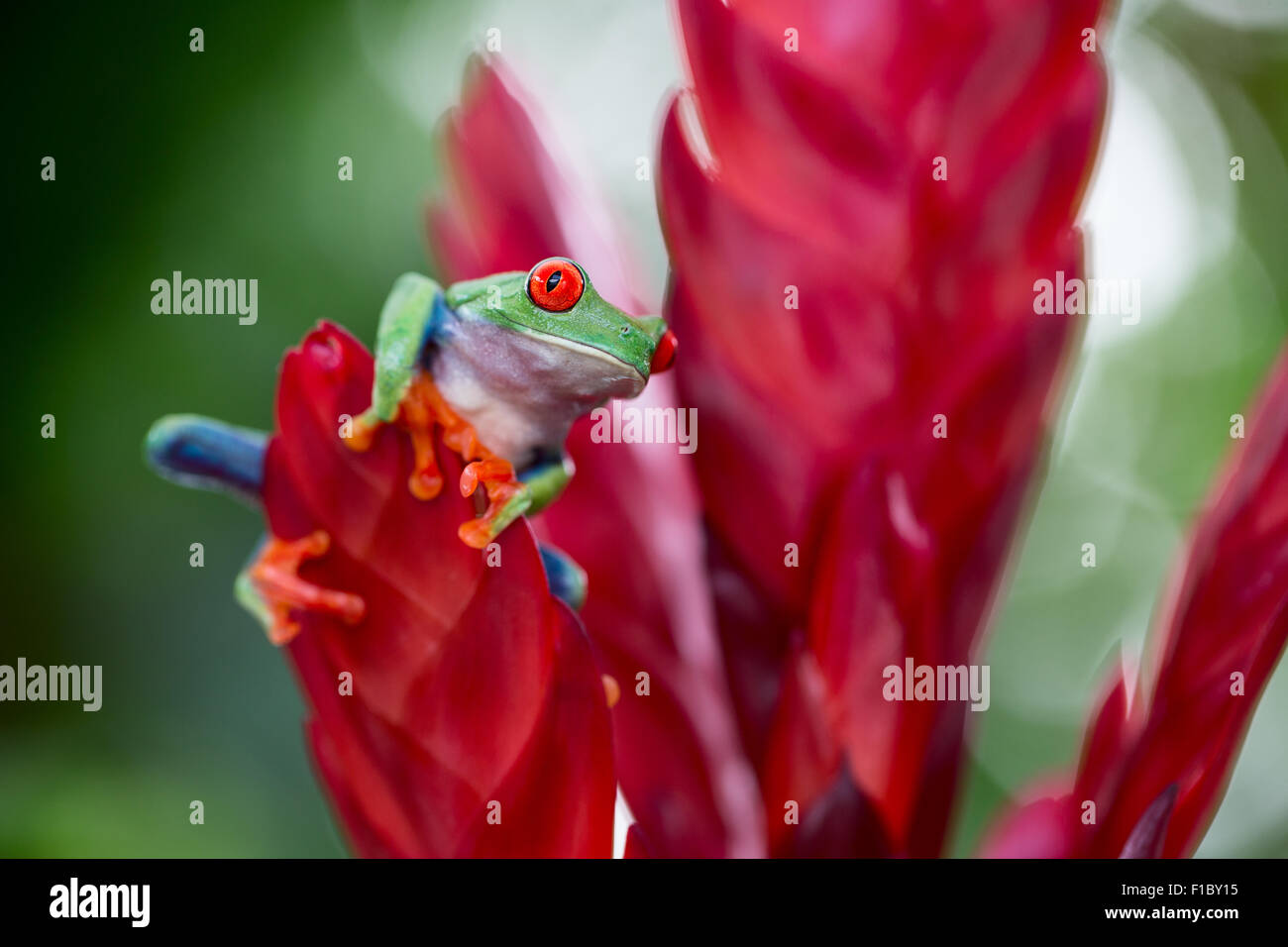 red eyed treefrog from the tropical jungle of Costa RIca and Panama? macro of an exotic rain forest animal, tree frog Stock Photo