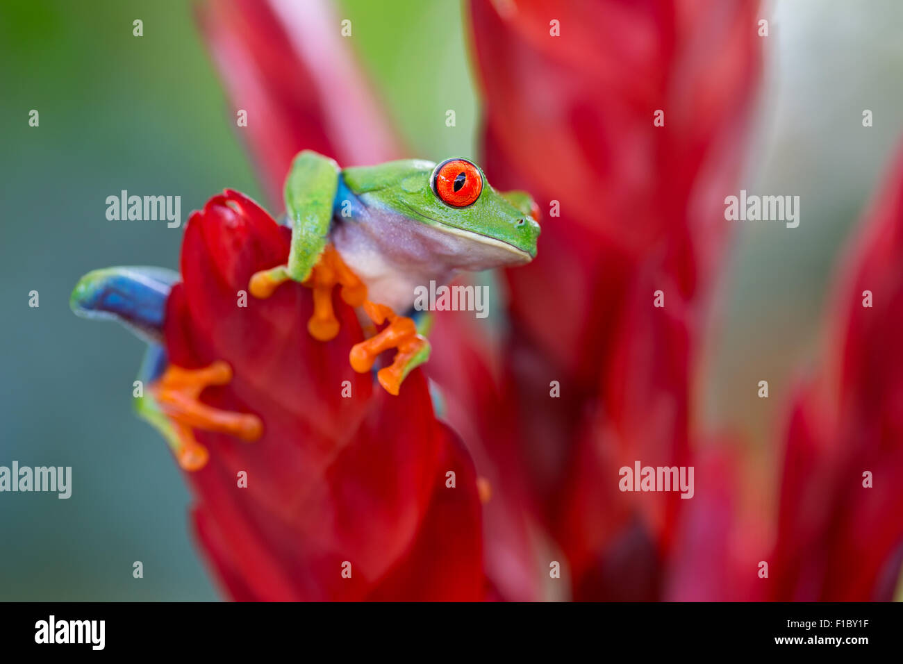red eyed tree frog from the tropical jungle of Costa RIca and Panama? macro of an exotic rain forest animal Stock Photo