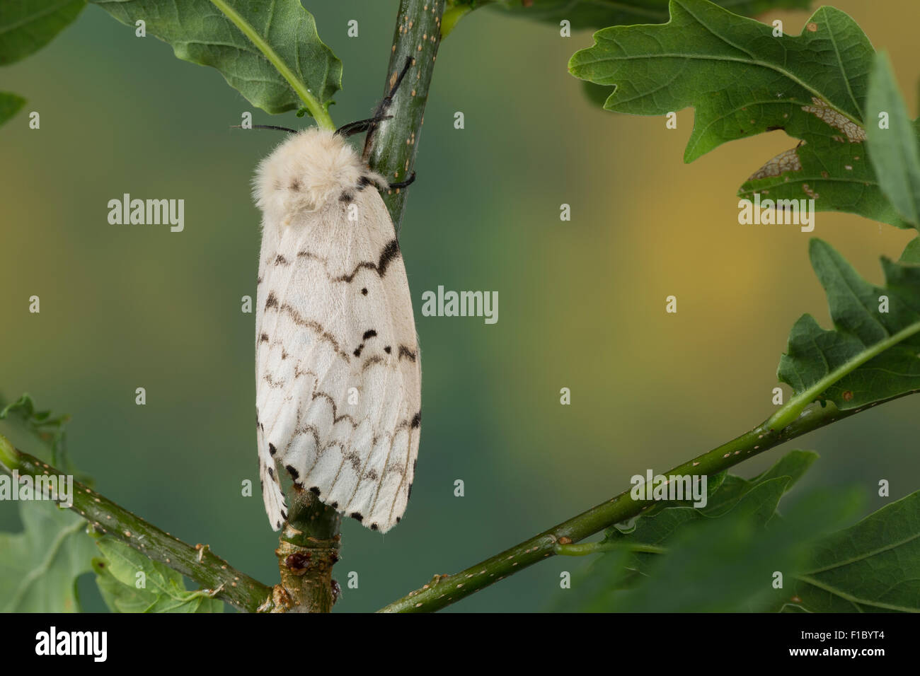 Gypsy moths hi-res stock photography and images - Alamy